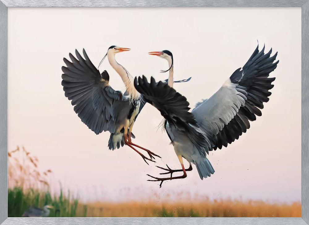 Heron Fighting Poster