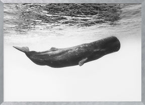 Sperm whale Poster