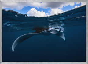 Manta ray Poster