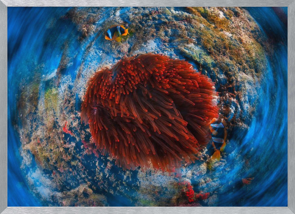 Red anemonfish Poster