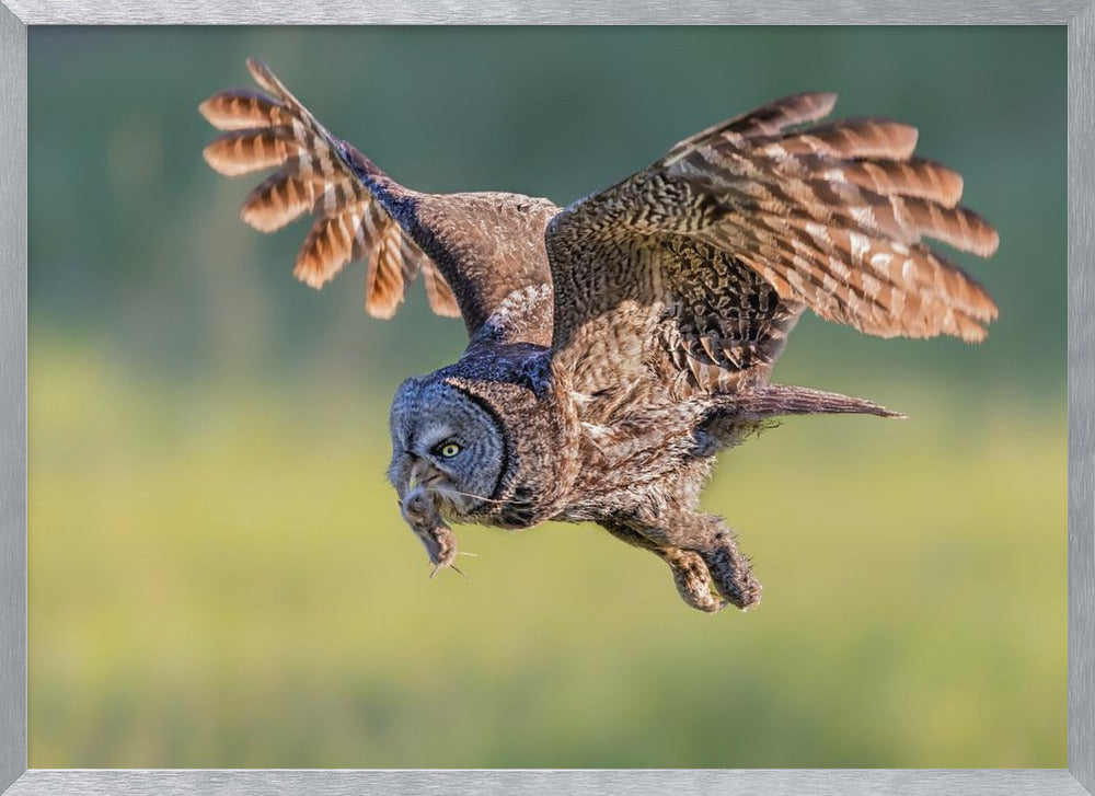 Great Grey Owl Poster