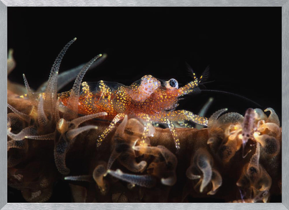 Zanzibar whip coral shrimp Poster