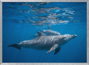 Pod of dolphin Poster