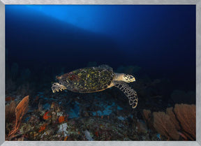 Hawksbill Turtle Poster