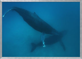 Humpback whales Poster