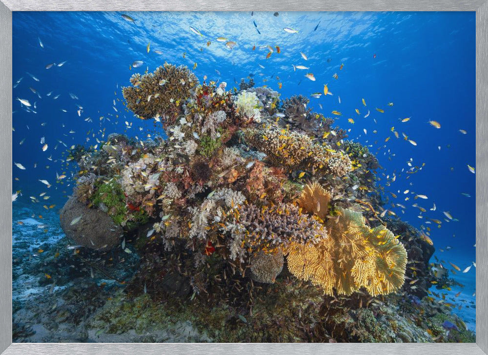 Underwater biodiversity Poster