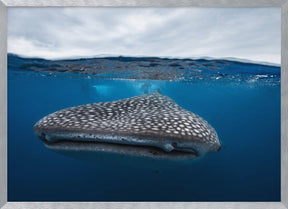 Whale Shark in split level Poster