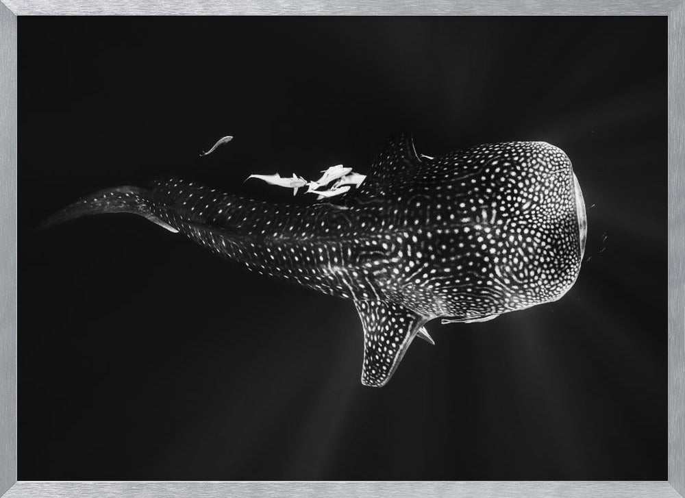 Black and Whale Shark Poster