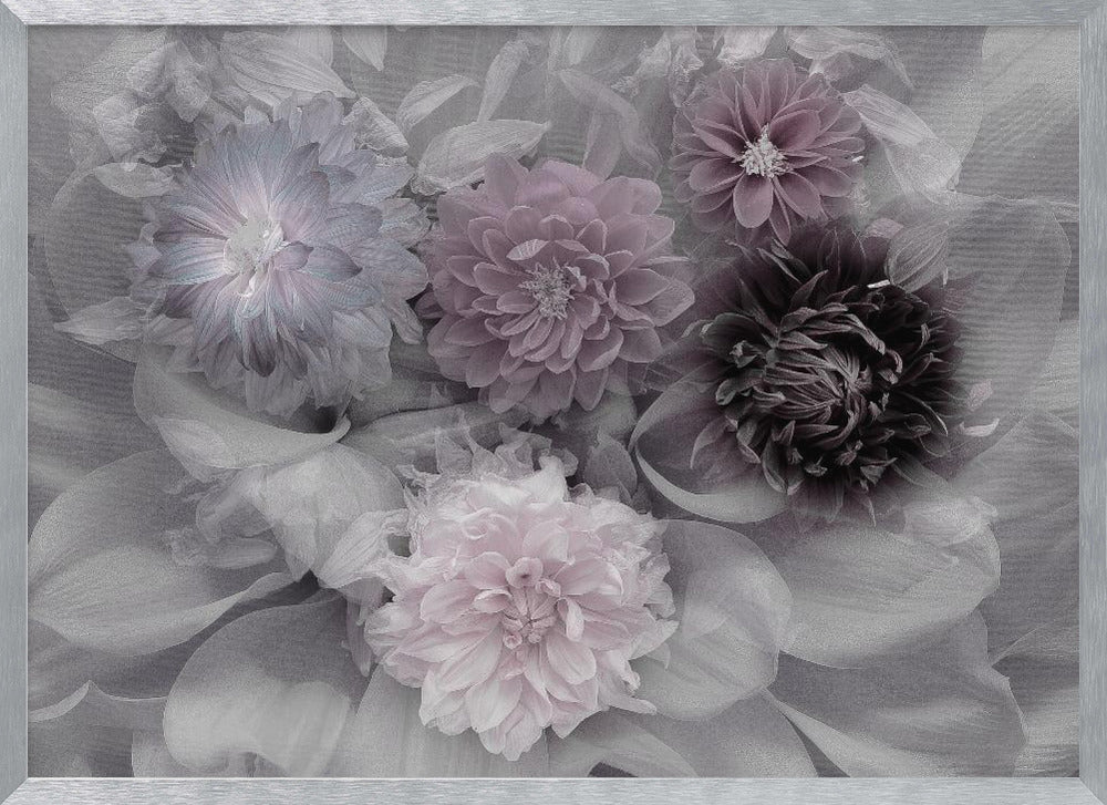 Dahlia dream Poster