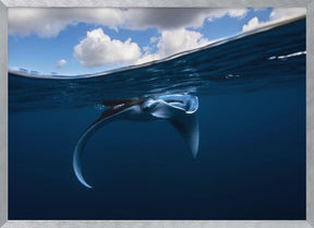 Little Manta ray Poster