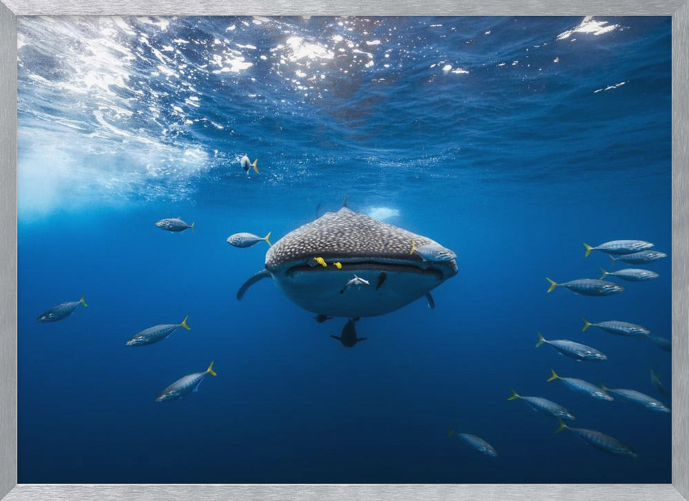 Whale shark escorted by a school of bonito Poster