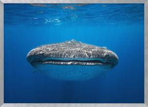 Face to Face with a whale shark Poster