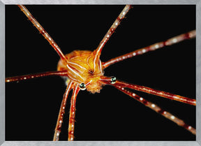 Spider squat lobster Poster