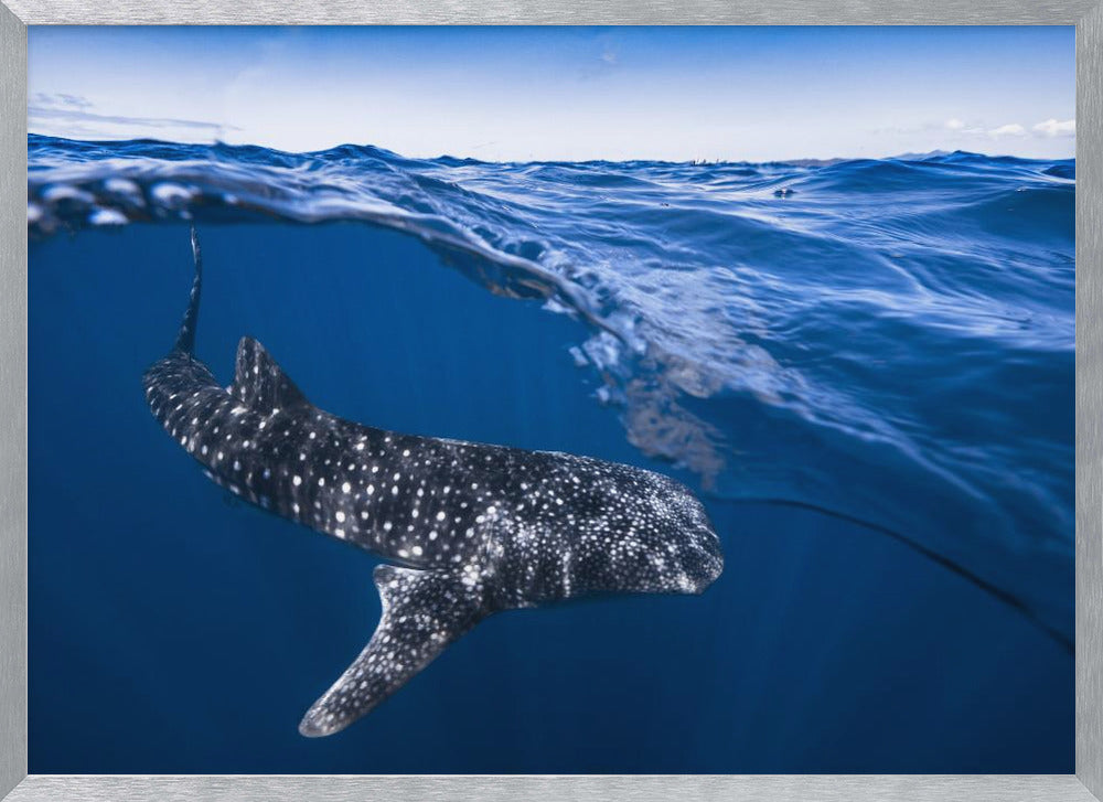 Whale Shark on split level Poster