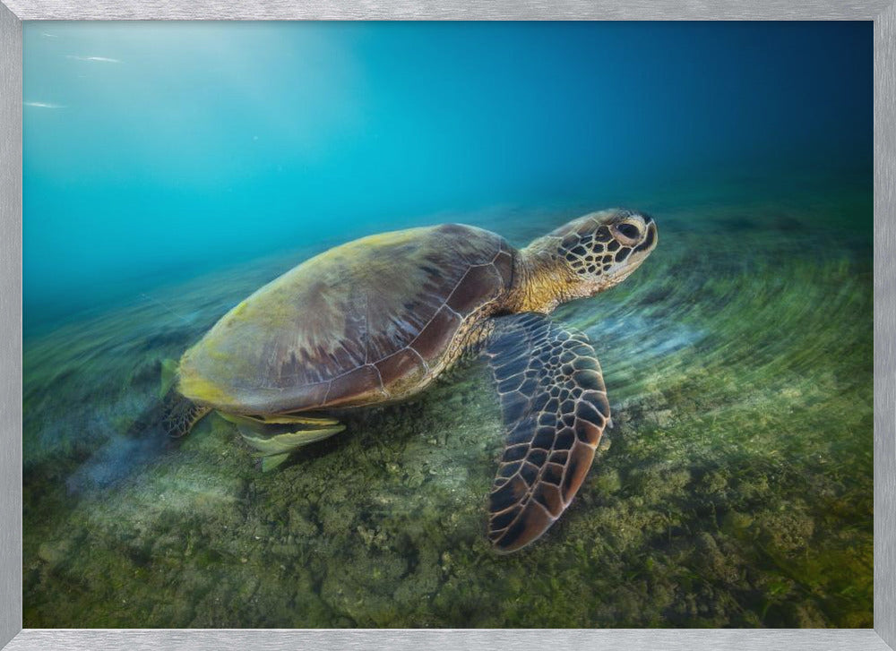 Green turtle Poster