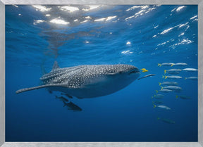 Tuna Shoal and whale shark Poster