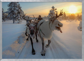 The morning drive to the herd Poster