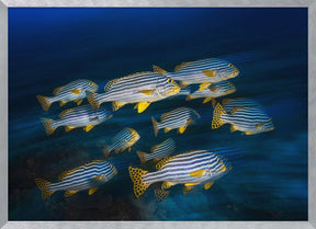 Oriental sweetlips Poster