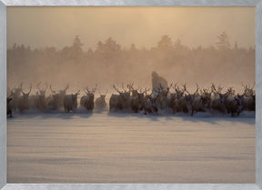 The herd II Poster