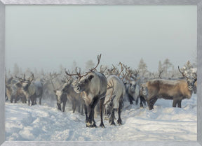 Reindeers Poster