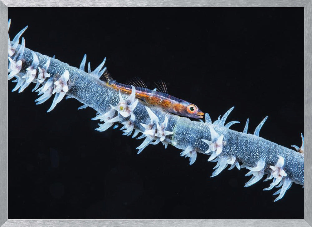 Whip coral  and its goby of the mesophotic zone Poster