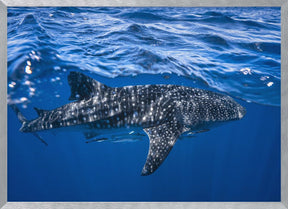 Whale shark : The biggest fish of the world Poster