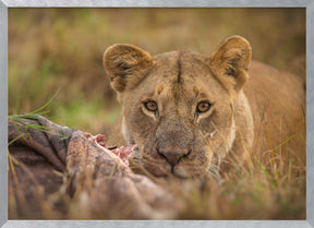 MARA LIONESS Poster