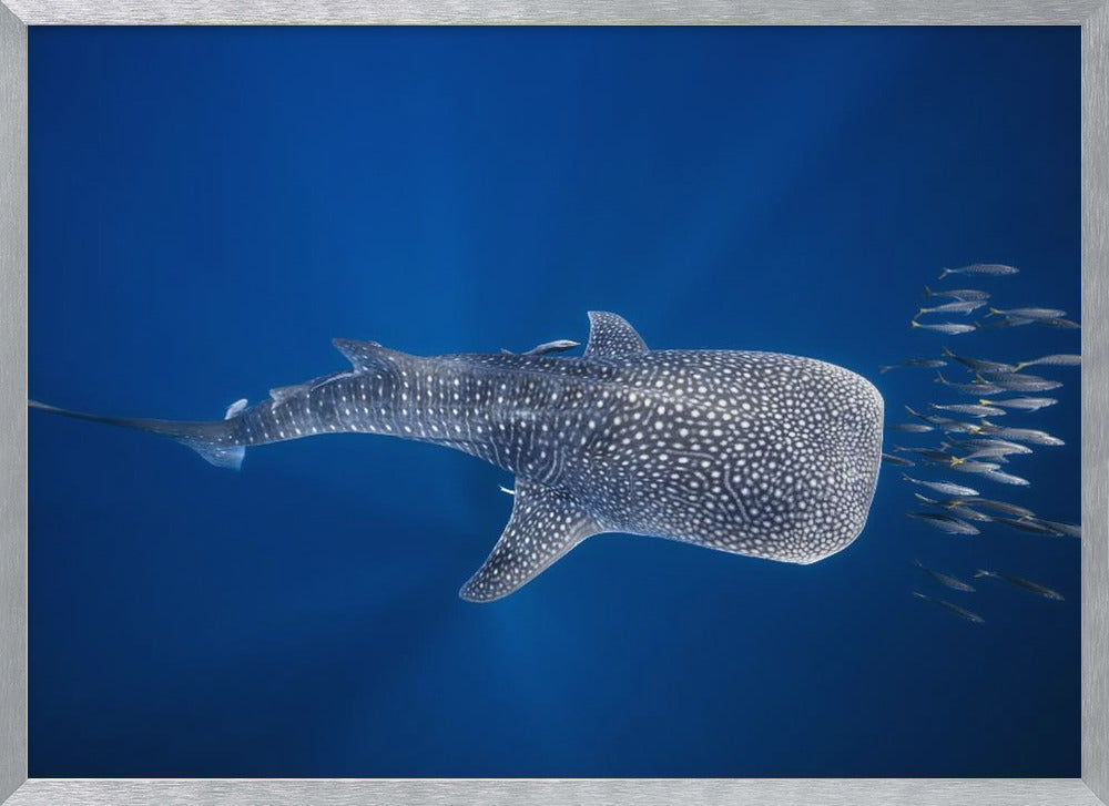 Whale shark and Tuna shoal Poster