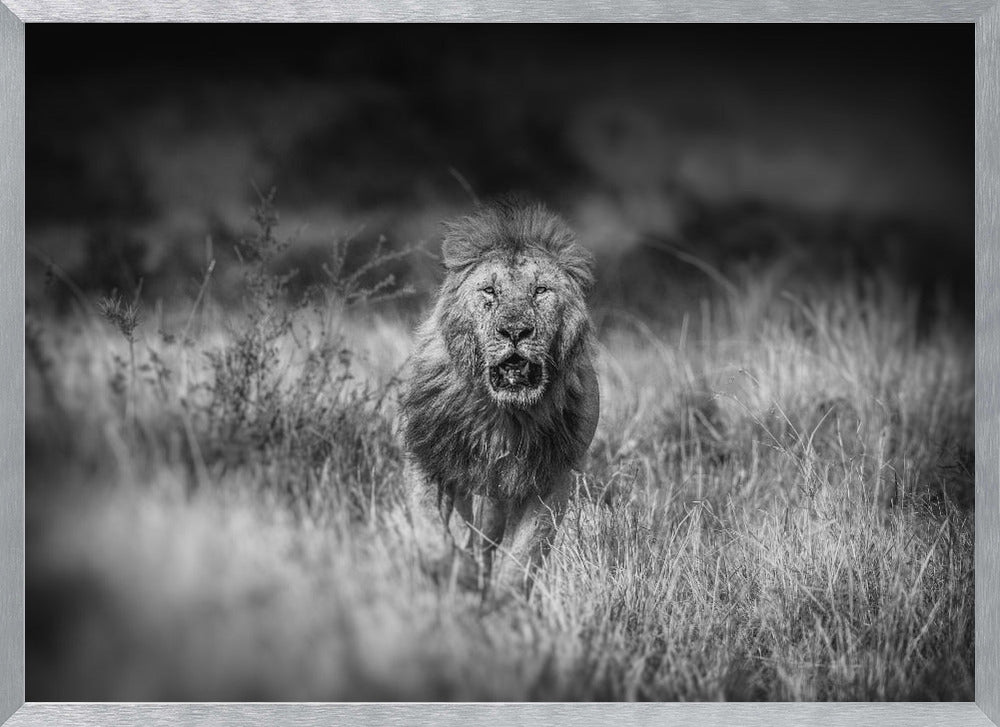 SERIOUS CONTENDER Poster