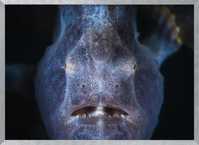 Close up : Frogfish Poster