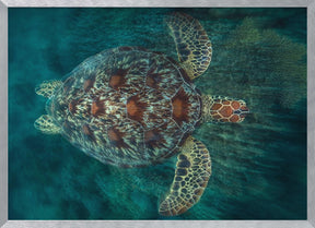 Green Turtle Poster