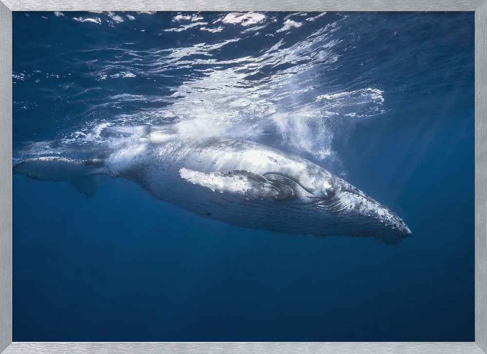 Humpback whale of Réunion Island Poster