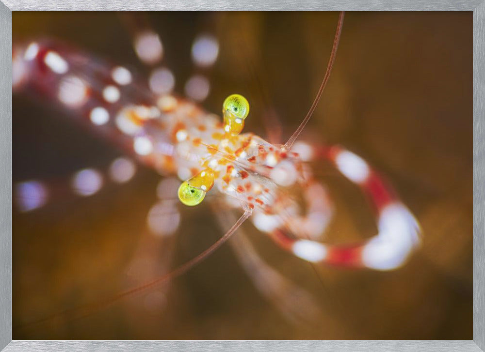 Close up : Anton Bruun cleaner shrimp Poster