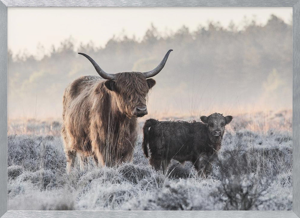 Highlander and Calf Poster