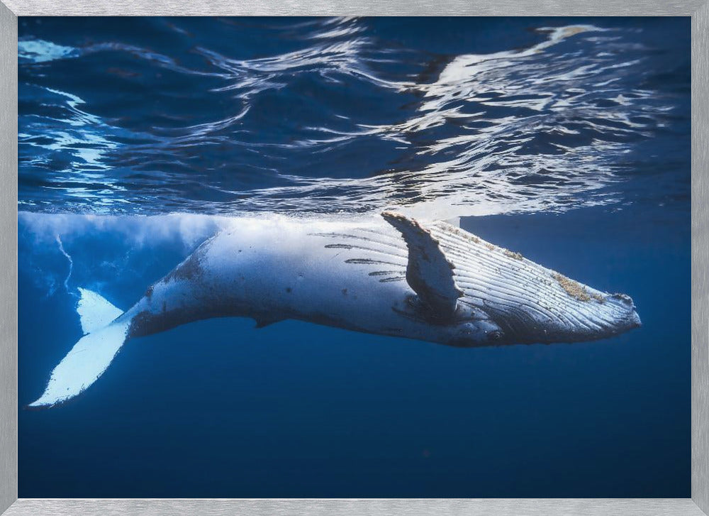 On the surface of the water: a humpback whale Poster