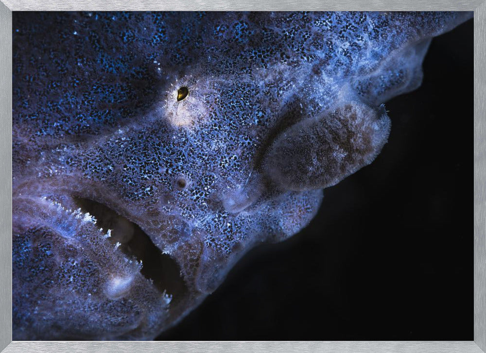 Frogfish Poster