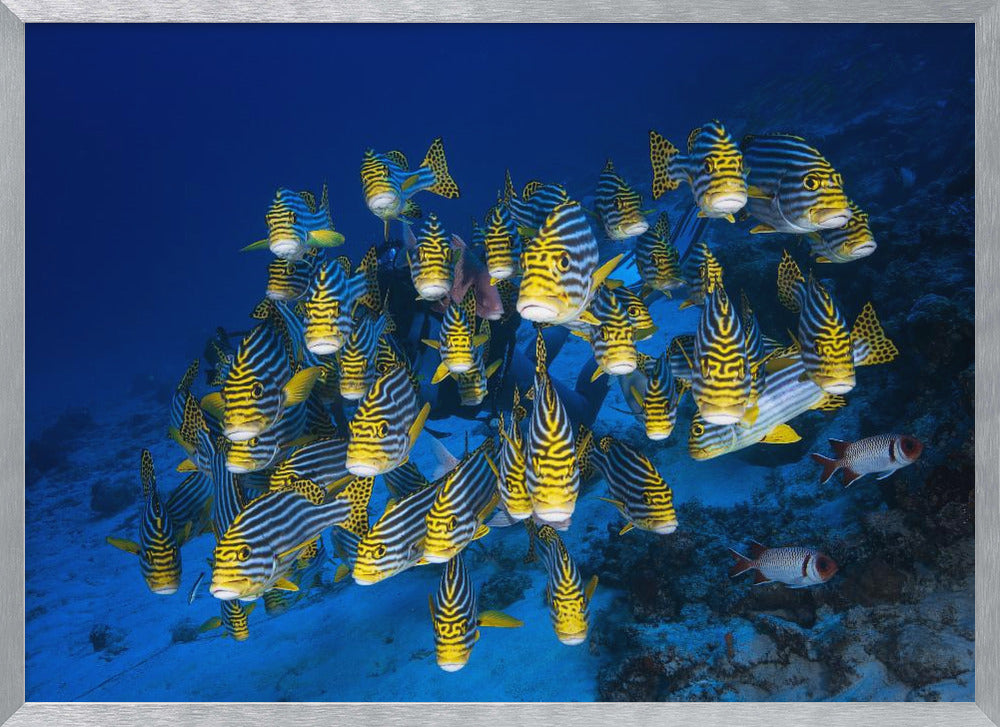 Oriental Sweetlips Poster