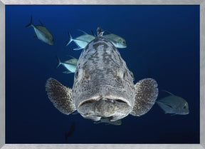 Face to face with a potato grouper Poster