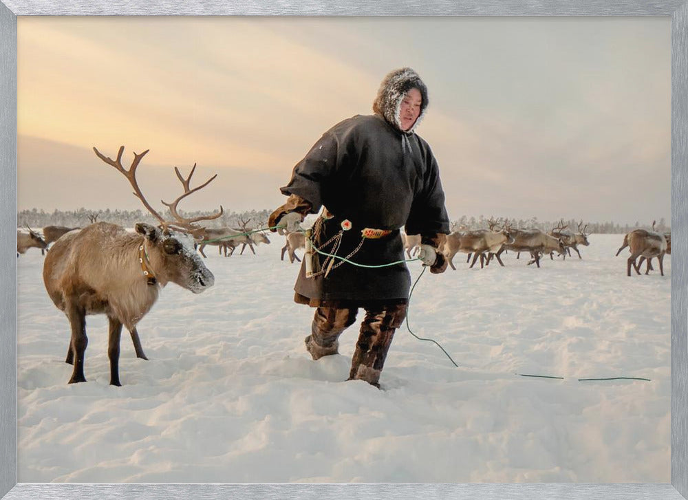 Nenet and reindeer Poster