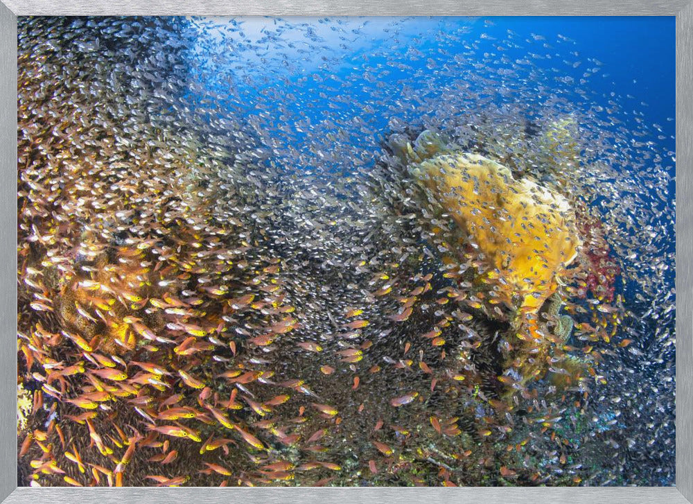 Underwater Life Poster