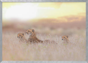 Cheetah Family Poster