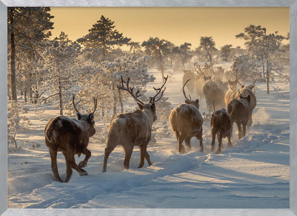 Reindeers hunting Poster