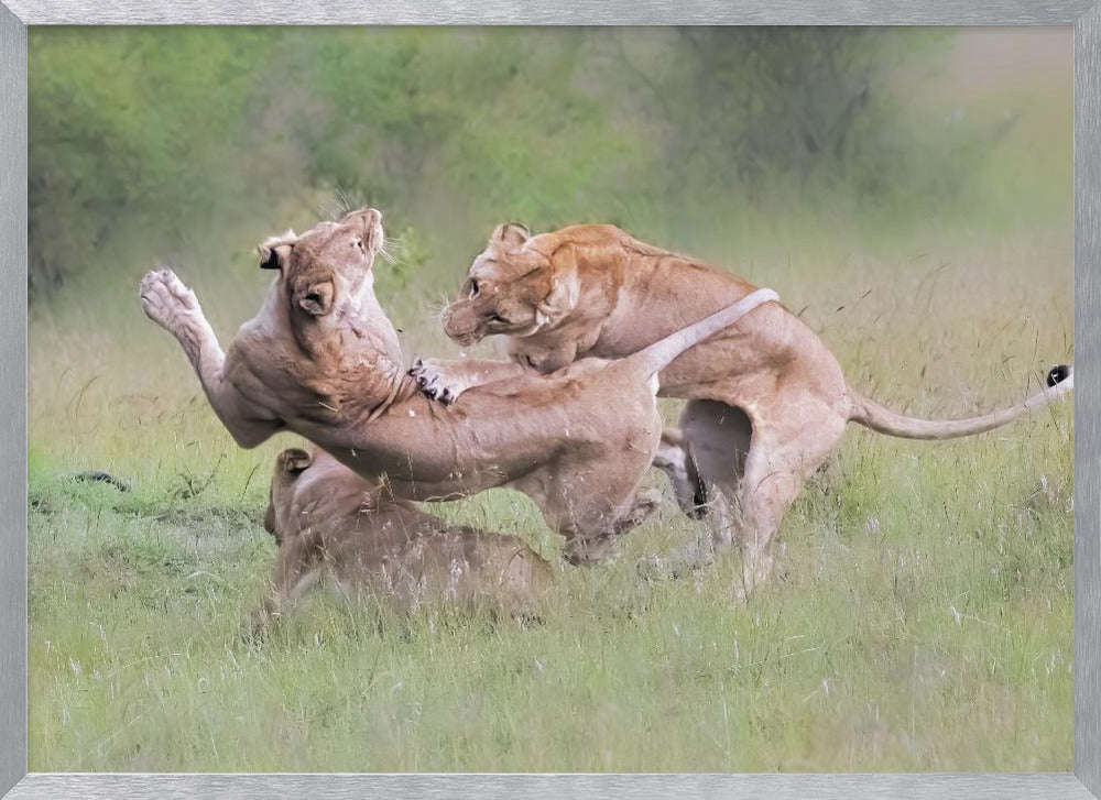 Fighting for Territory Poster