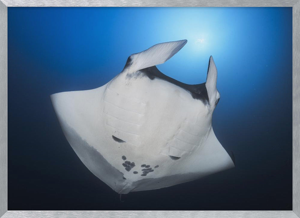 Océanic Manta Ray Poster