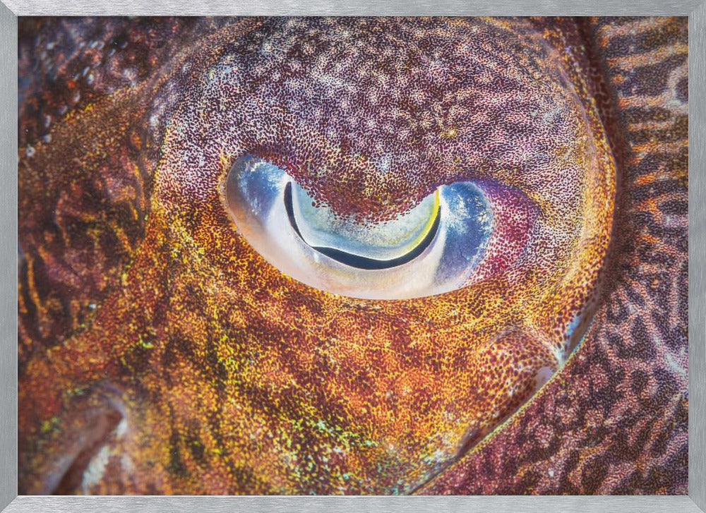 Focus on cuttlefish Poster