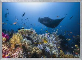 Manta reef on the reef Poster