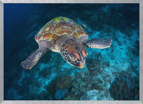 Green turtle from Sauwandarek Poster