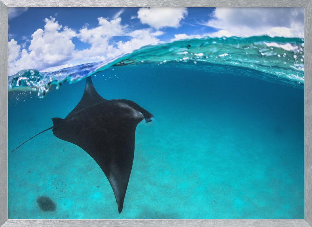 A reef manta ray in Mayotte Poster