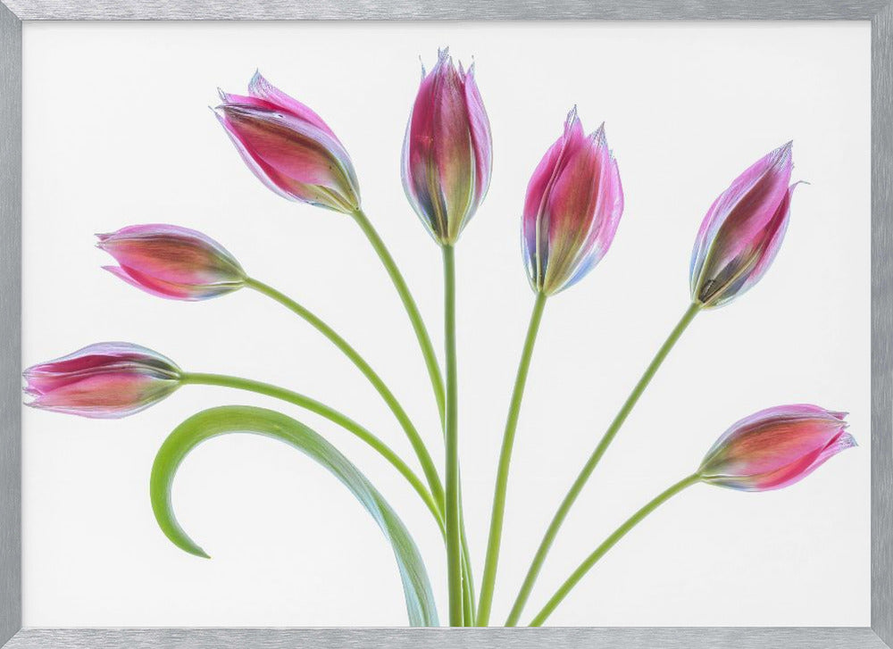 Tulipa Poster