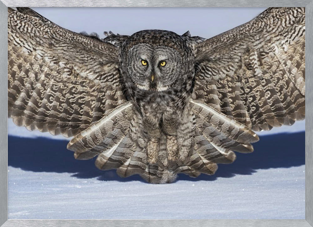 Great Grey Owl Poster